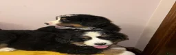Bernese Mountain Dog dogs for sale: GORGEOUS FULL BREED PUPPIES  - Advert 2