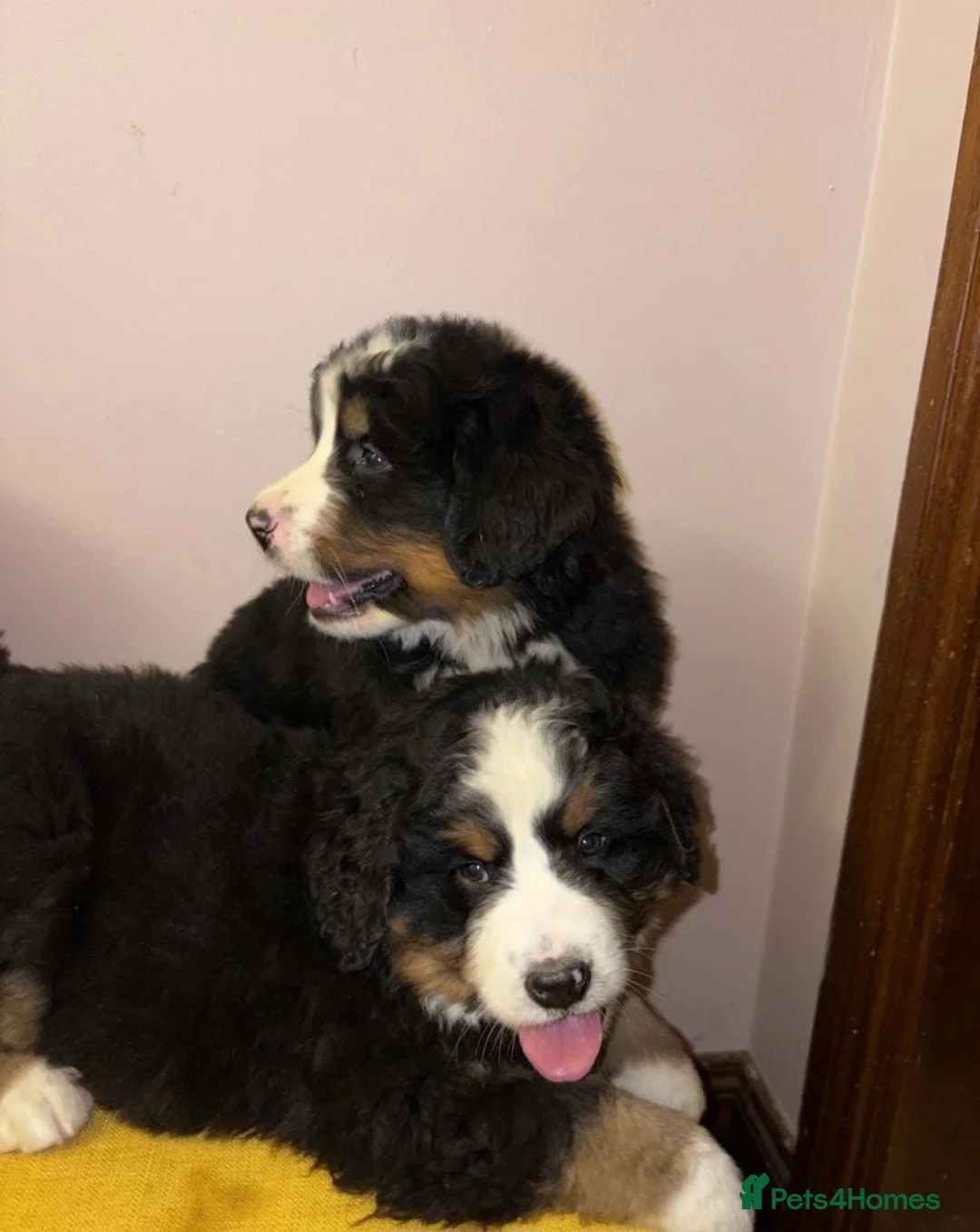 Bernese Mountain Dog dogs for sale: GORGEOUS FULL BREED PUPPIES  - Advert 2