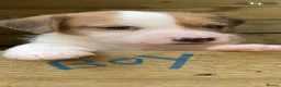 Jack Russell dogs for sale: 4 beautiful jack Russell pups  in Treorchy - Advert 6