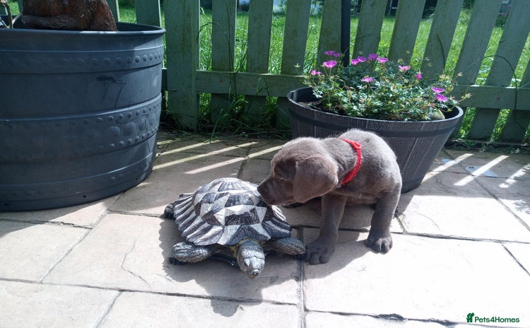 Labrador Retriever dogs - Advert 1
