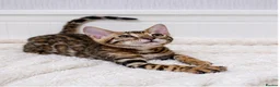 Bengal cats for sale: 🐆Adorable bengal kitten 🐆 - Advert 8