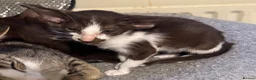 Oriental cats for sale: GCCF Oriental kittens  - Advert 13