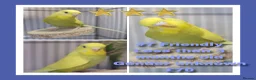 Budgerigars birds for sale: Pet baby budgies priced from £50 - Advert 8