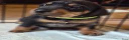 Jackshund dogs for sale: Dapple and black and tan Jackshund puppies - Advert 6