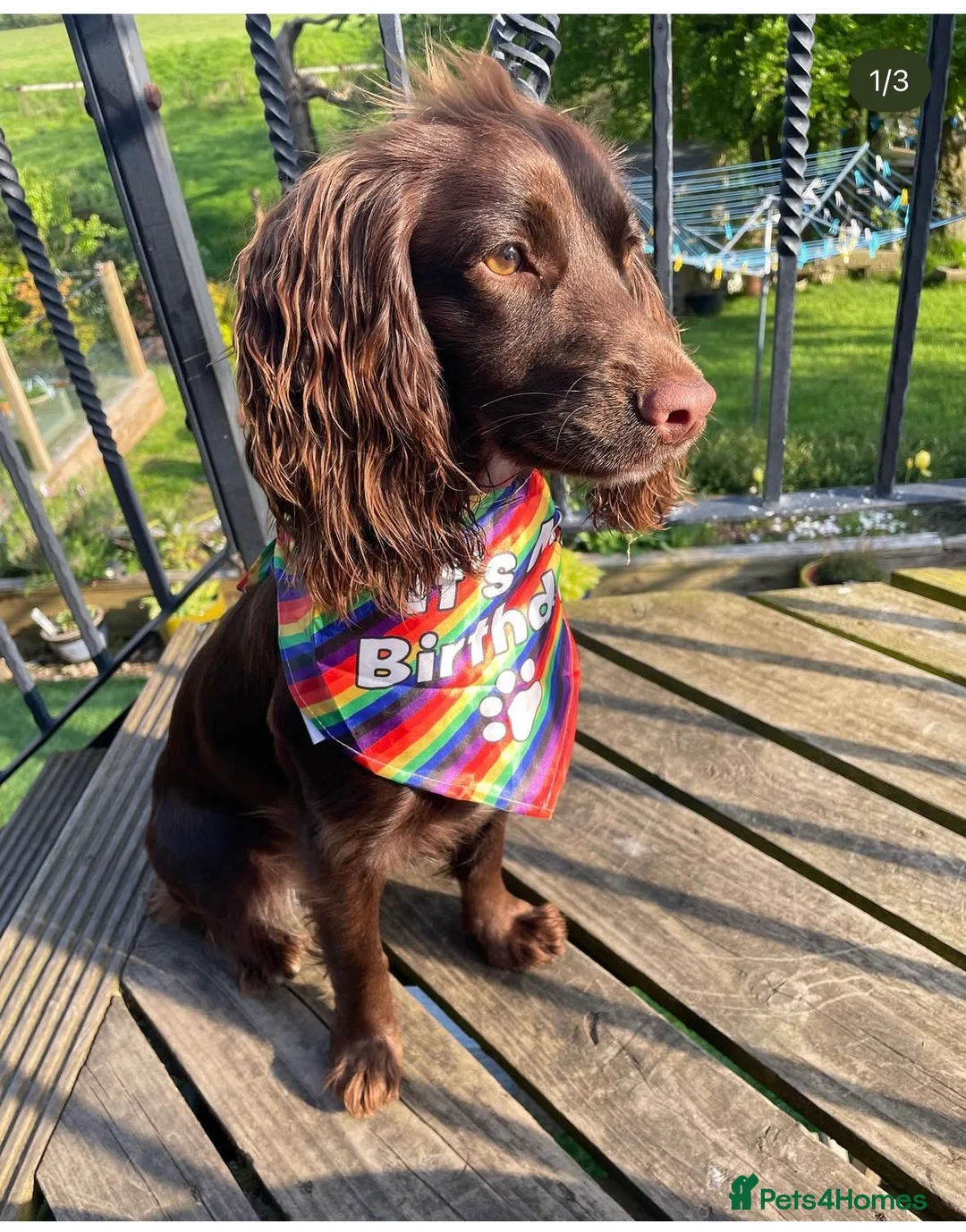 Cocker Spaniel dogs for sale: Cocker spaniel puppies - Advert 4