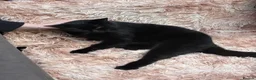Bombay cats for sale: Bombay - Advert 4
