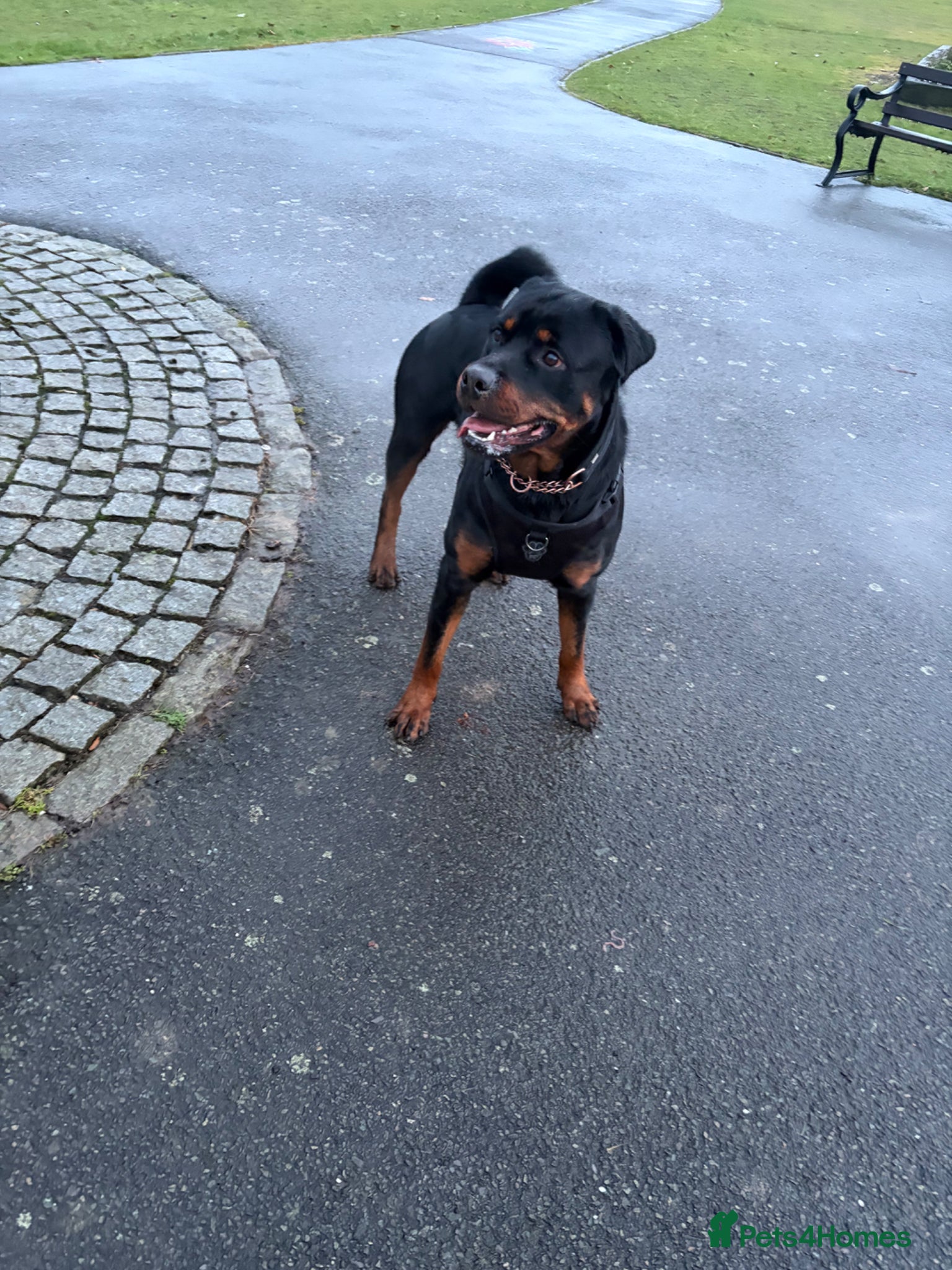 Rottweiler dogs Male Rottweiler looking to rehome  - Advert 1