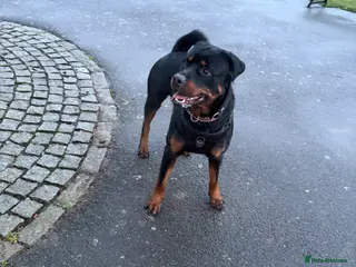 Rottweiler dogs Male Rottweiler looking to rehome - Advert 1