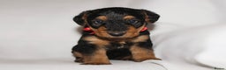 Airedale Terrier dogs for sale: KC Female Airedale Puppy🌟🐾 - Advert 8