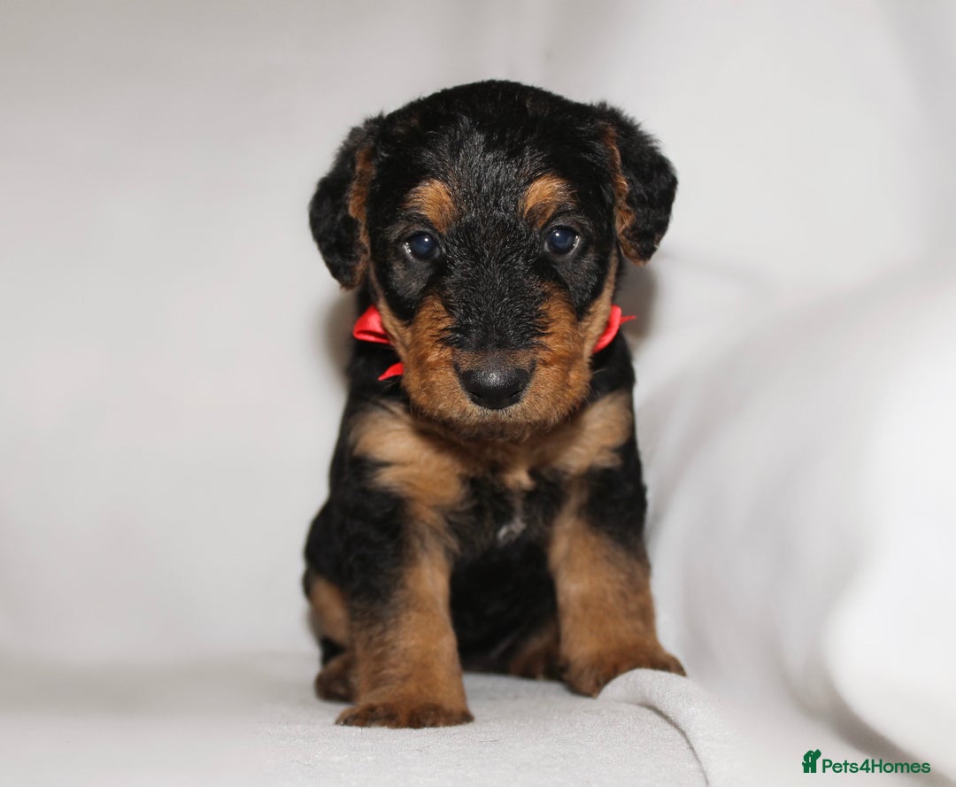 Airedale Terrier dogs for sale: KC Female Airedale Puppy🌟🐾 - Advert 8