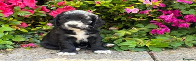 Cocker Spaniel Puppy 1