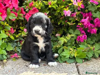 Cocker Spaniel dogs Show type puppy from health tested parents - Advert 3