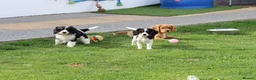 Cockapoo dogs for sale: Cockerlierpoo puppies for sale - Advert 30