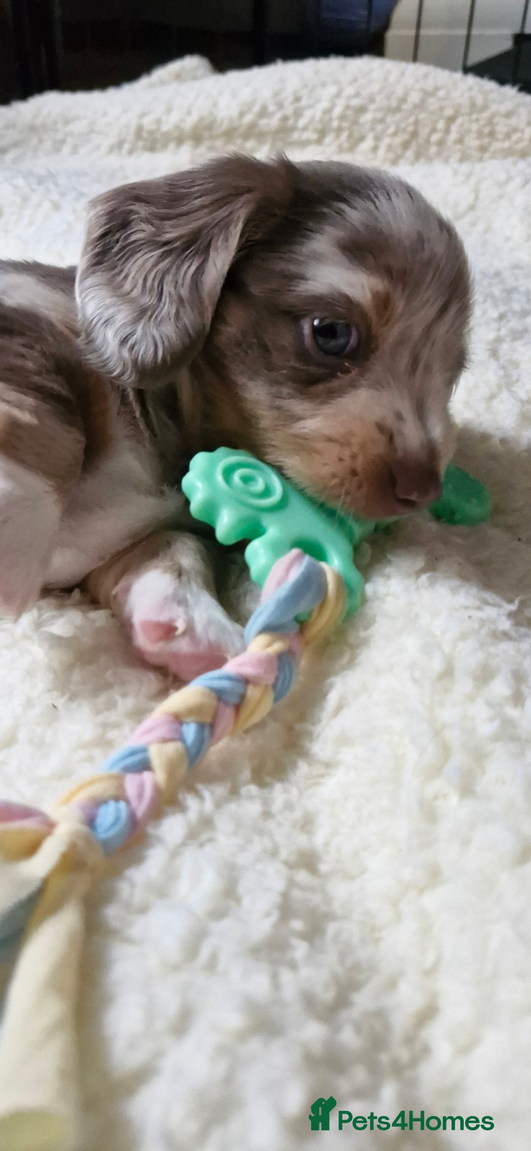 Miniature Dachshund dogs for sale: Longhaired miniature dachshunds  - Image 29