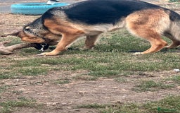 German Shepherd dogs for sale: Top Quality German Shepherd Short hair Bitch puppy - Image 9