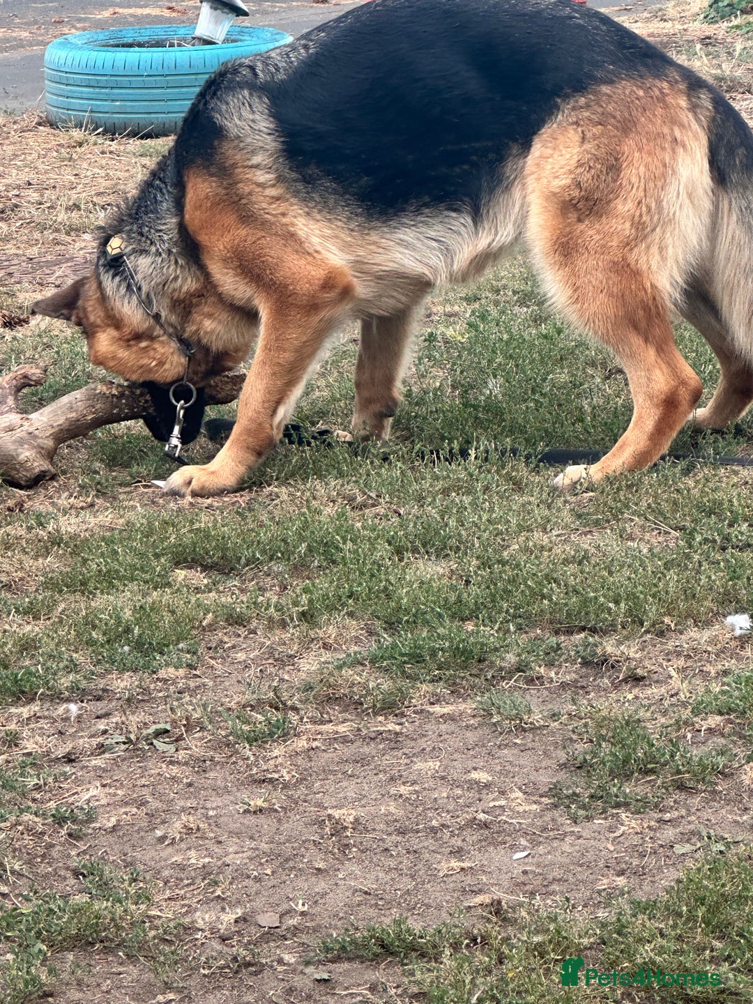 German Shepherd dogs for sale: Top Quality German Shepherd Short hair Bitch puppy - Image 9