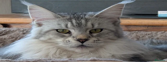 Artemis