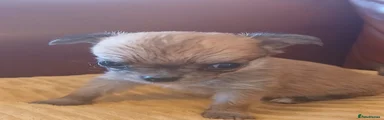 Chihuahua 4