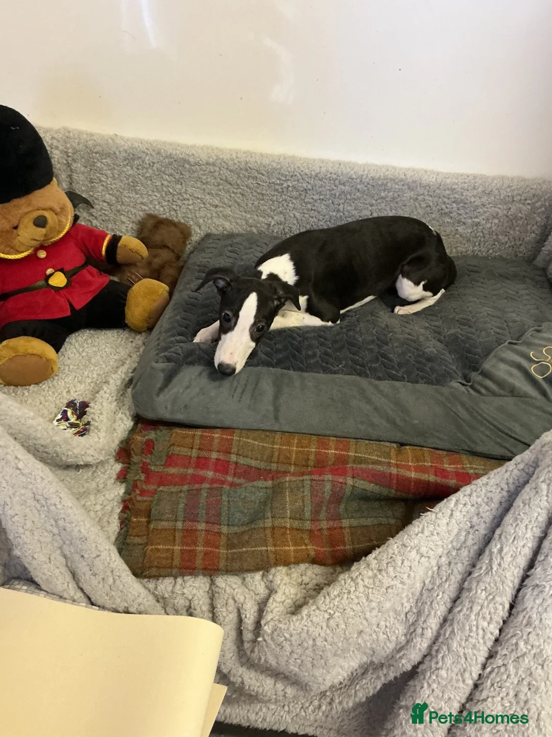 Whippet dogs for sale: Whippet - Advert 1