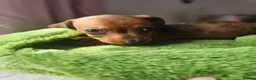 Dachshund dogs for sale: 1 Miniature dachshund left in Swadlincote - Advert 21