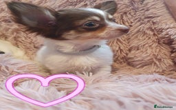Chihuahua dogs for sale: Tri coloured longcoat apple head - Image 14