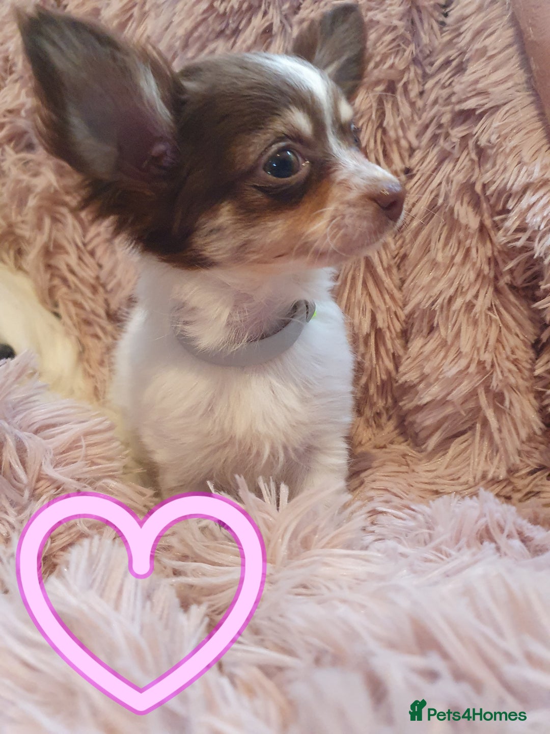 Chihuahua dogs for sale: Tri coloured longcoat apple head - Image 14