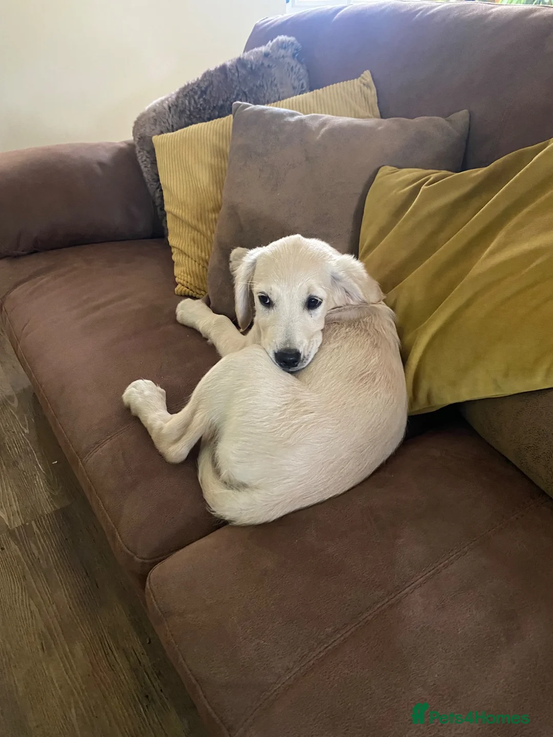 Golden Retriever dogs for sale: KC registered golden retriever  - Advert 5