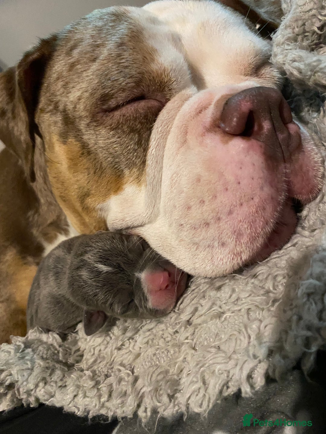 American Bully dogs for sale: American Pocket bully’s puppies  - Advert 38