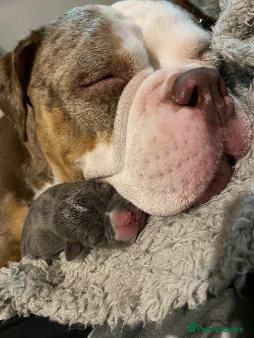 American Bully dogs for sale: American Pocket bully’s puppies  - Advert 38