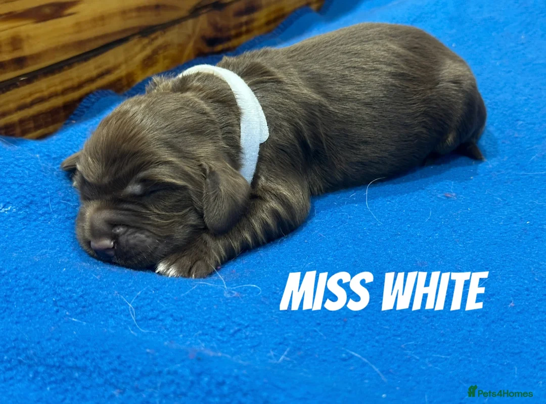 Sprocker dogs for sale: Fully Health Tested Sprocker Puppies  - Advert 5