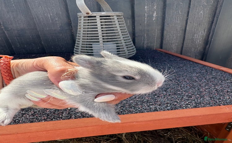 Netherland Dwarf rabbits - Advert 16