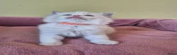 Ragdoll cats for sale: Ragdoll kittens GCCF regsitered - Advert 18