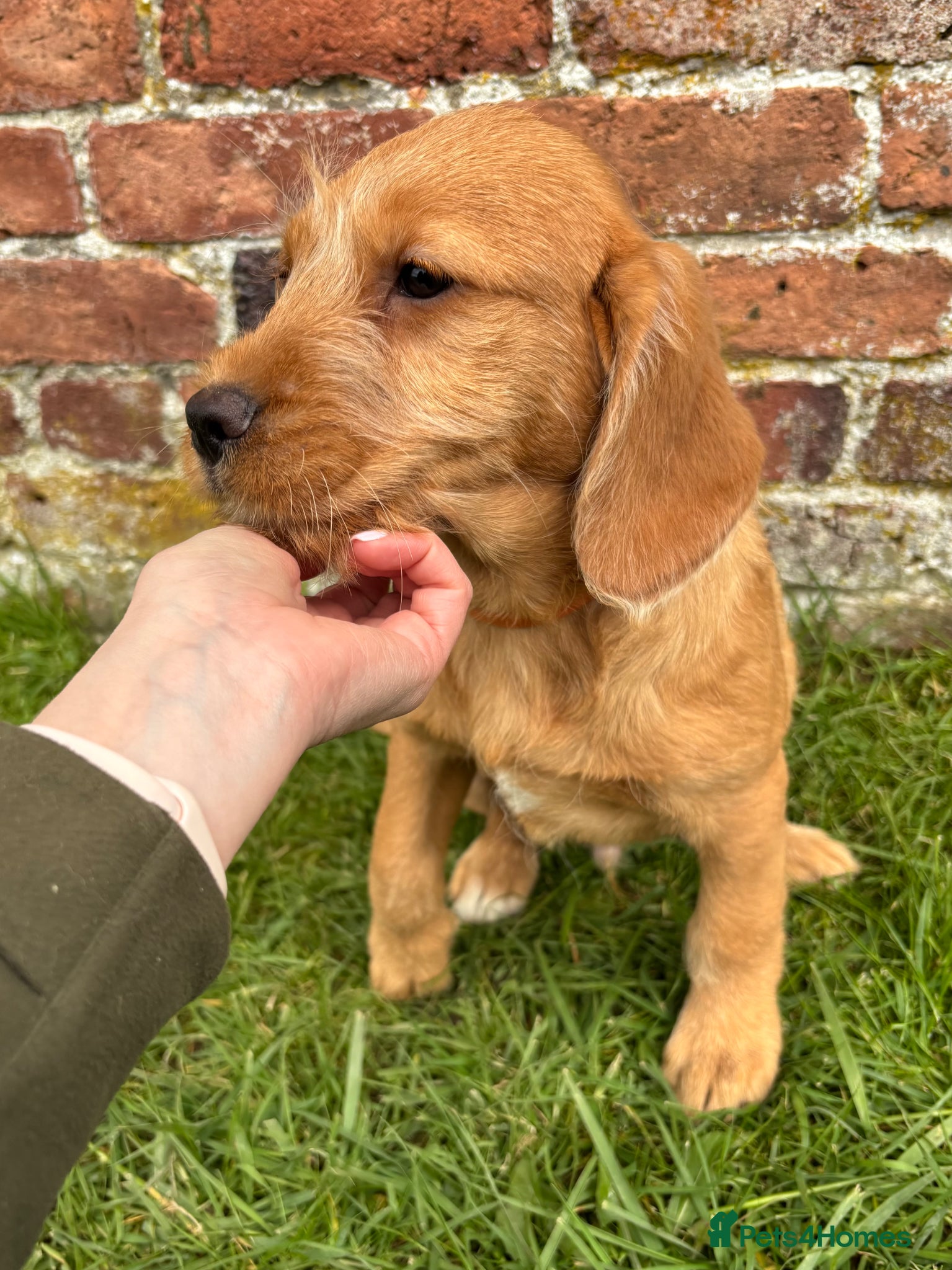 Labradoodle dogs Stunning F1 Labradoodle Puppies KC Parents - Advert 10