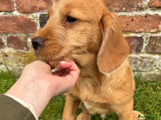 Labradoodle dogs Stunning F1 Labradoodle Puppies KC Parents - Advert 8