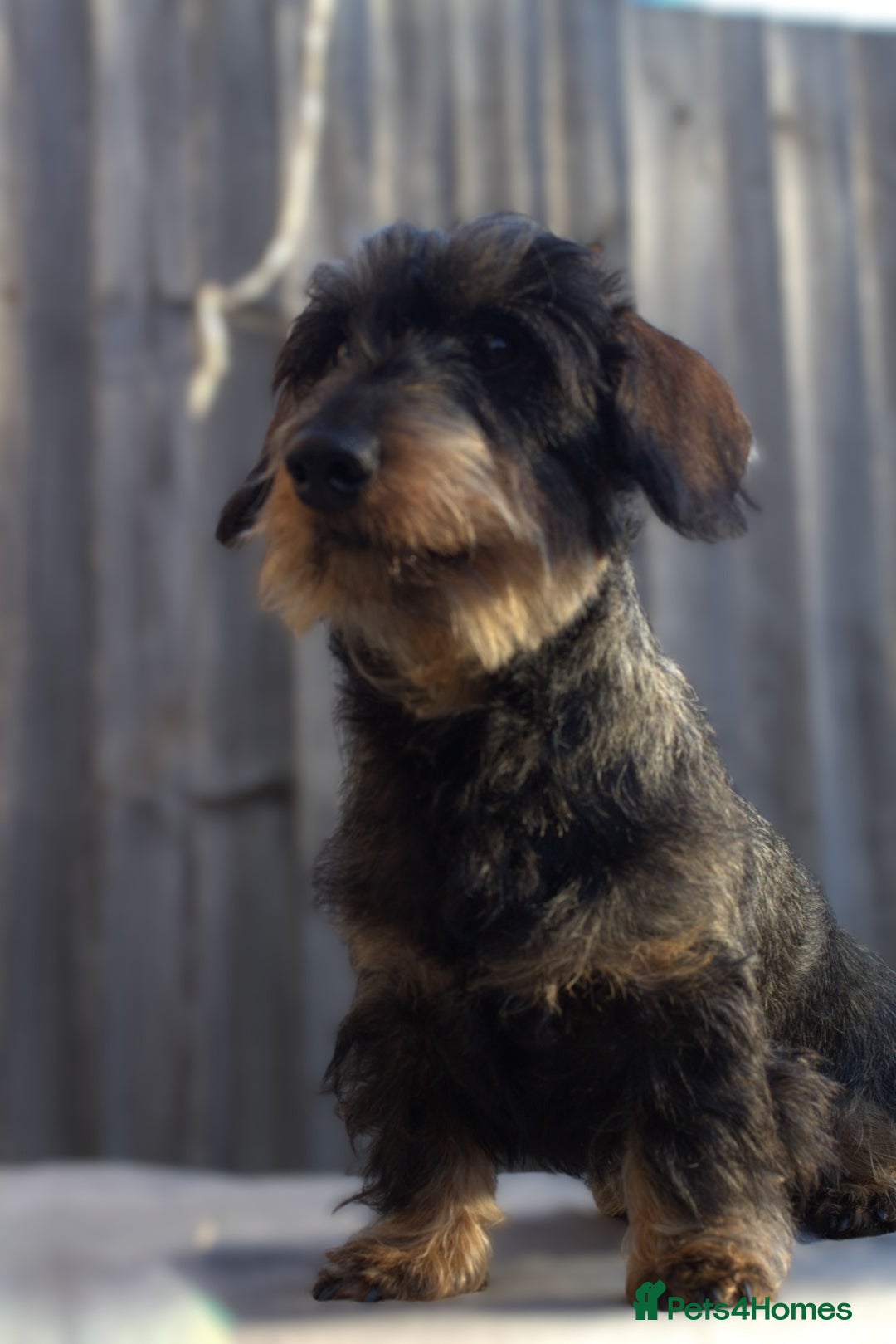 Miniature Dachshund dogs for sale: KC Miniature Wirehaired Dachshund ready now - Advert 3