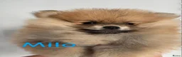 Pomeranian dogs for sale: Beautiful champion-line Pomeranian puppies 🩷🐶💙 - Advert 9