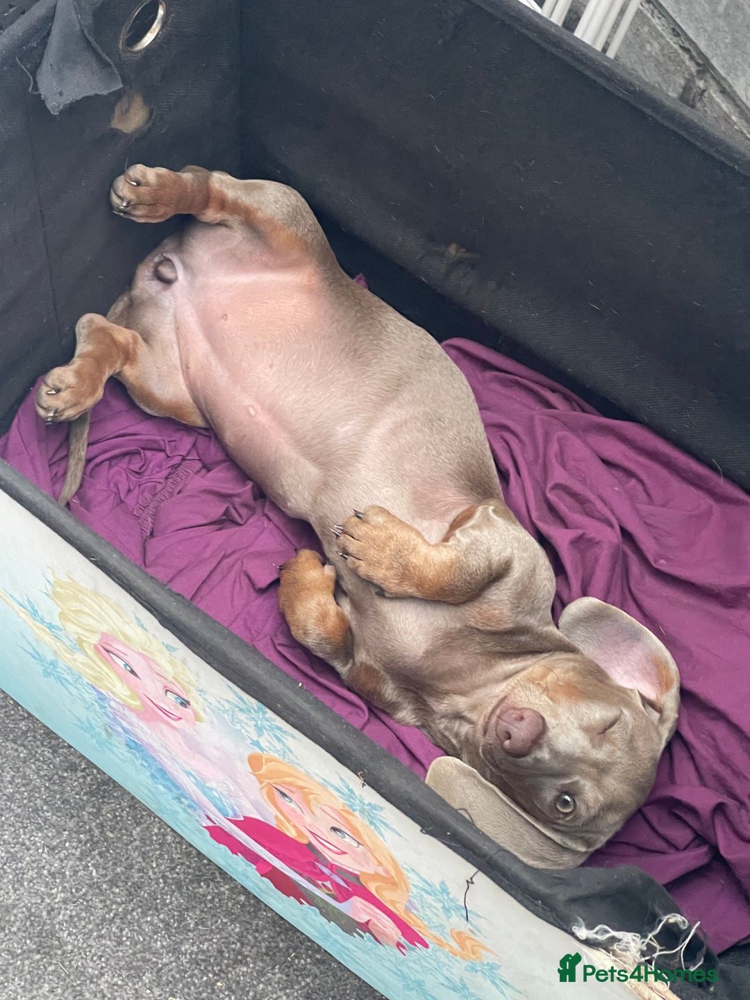 Miniature Dachshund dogs for sale: Miniature dachshunds - Advert 1