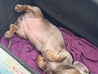 Miniature Dachshund dogs Miniature dachshunds - Advert 18