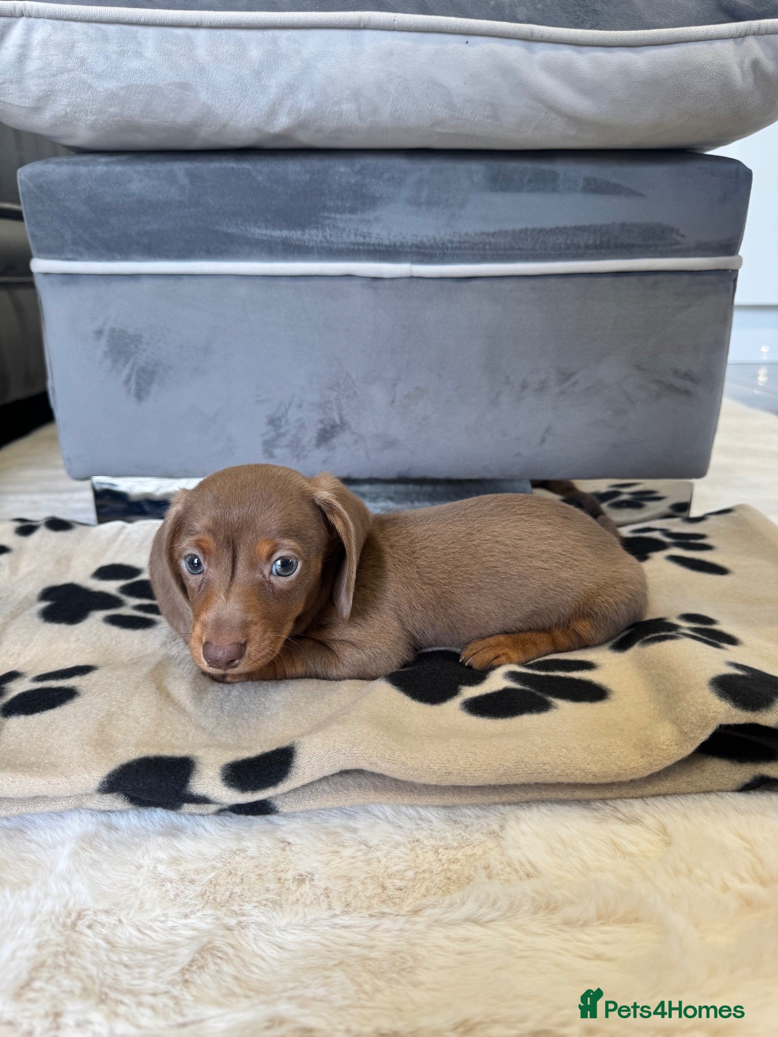 Miniature Dachshund dogs LAST mini dachshund looking for a forever home 🐾 - Advert 2