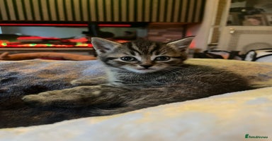 Mixed Breed cats - Advert 4