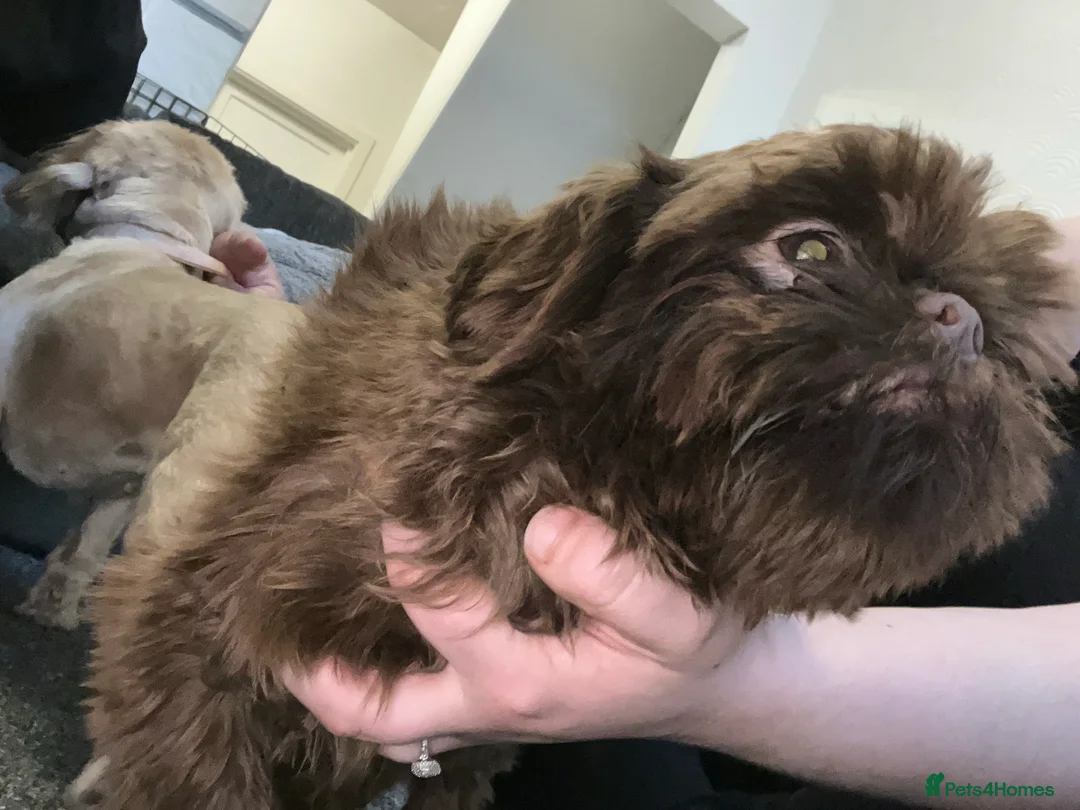 Shih Tzu dogs for stud: stunning chocolate stud boy  in Saint Helens - Advert 11