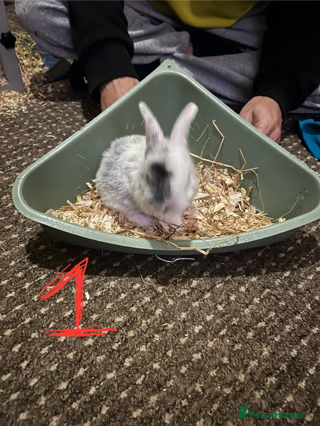 Mixed Breed rabbits for sale: Bunnies for sale  - Advert 2