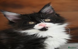 Maine Coon cats for sale: ✨Meet Cherry & Plum✨- TICA Reg - High Smoke-white - Image 17