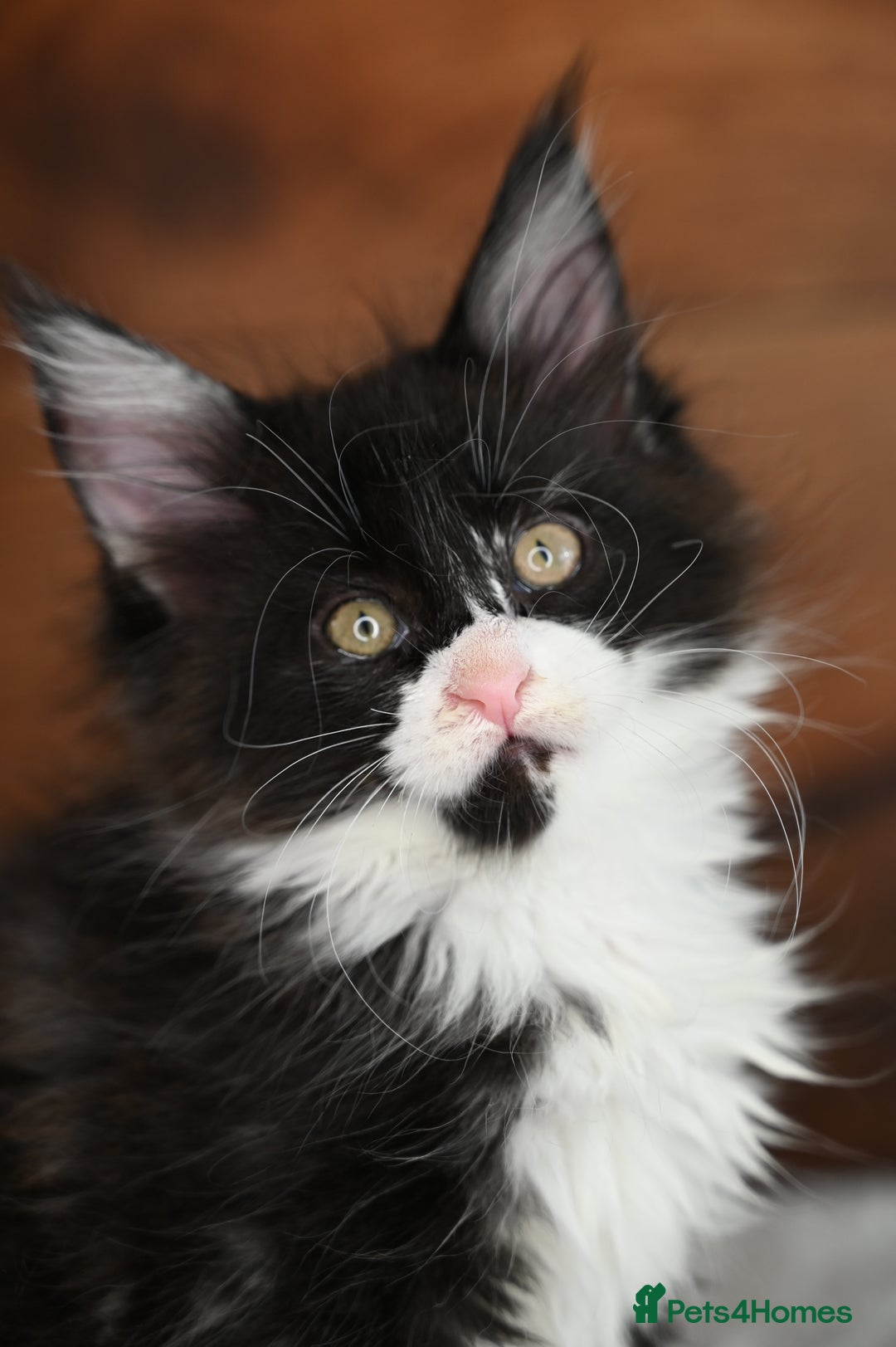 Maine Coon cats for sale: ✨Meet Cherry & Plum✨- TICA Reg - High Smoke-white - Image 17
