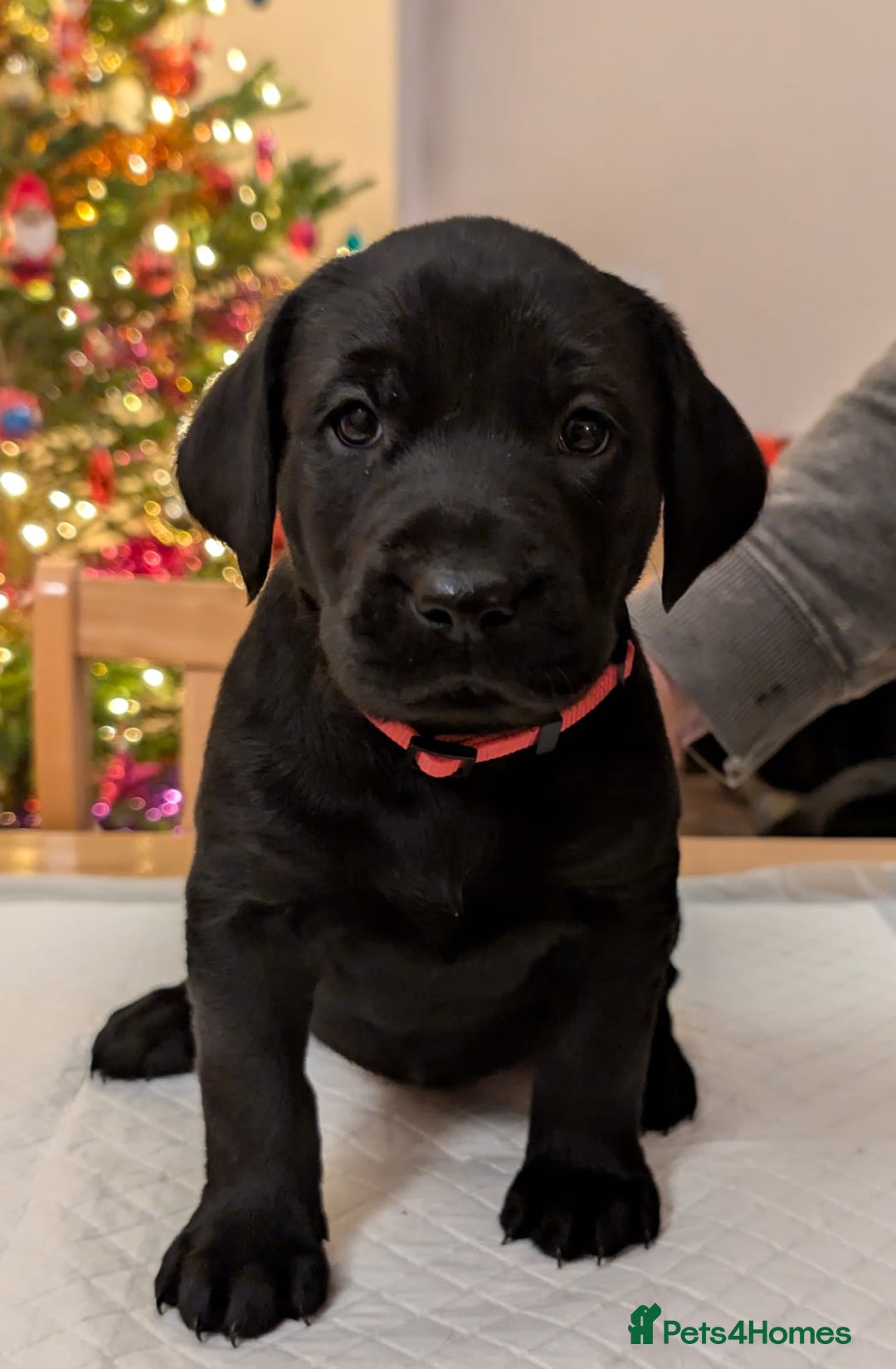 Labrador Retriever dogs for sale: Black KC Registered Labrador Puppies - Advert 5