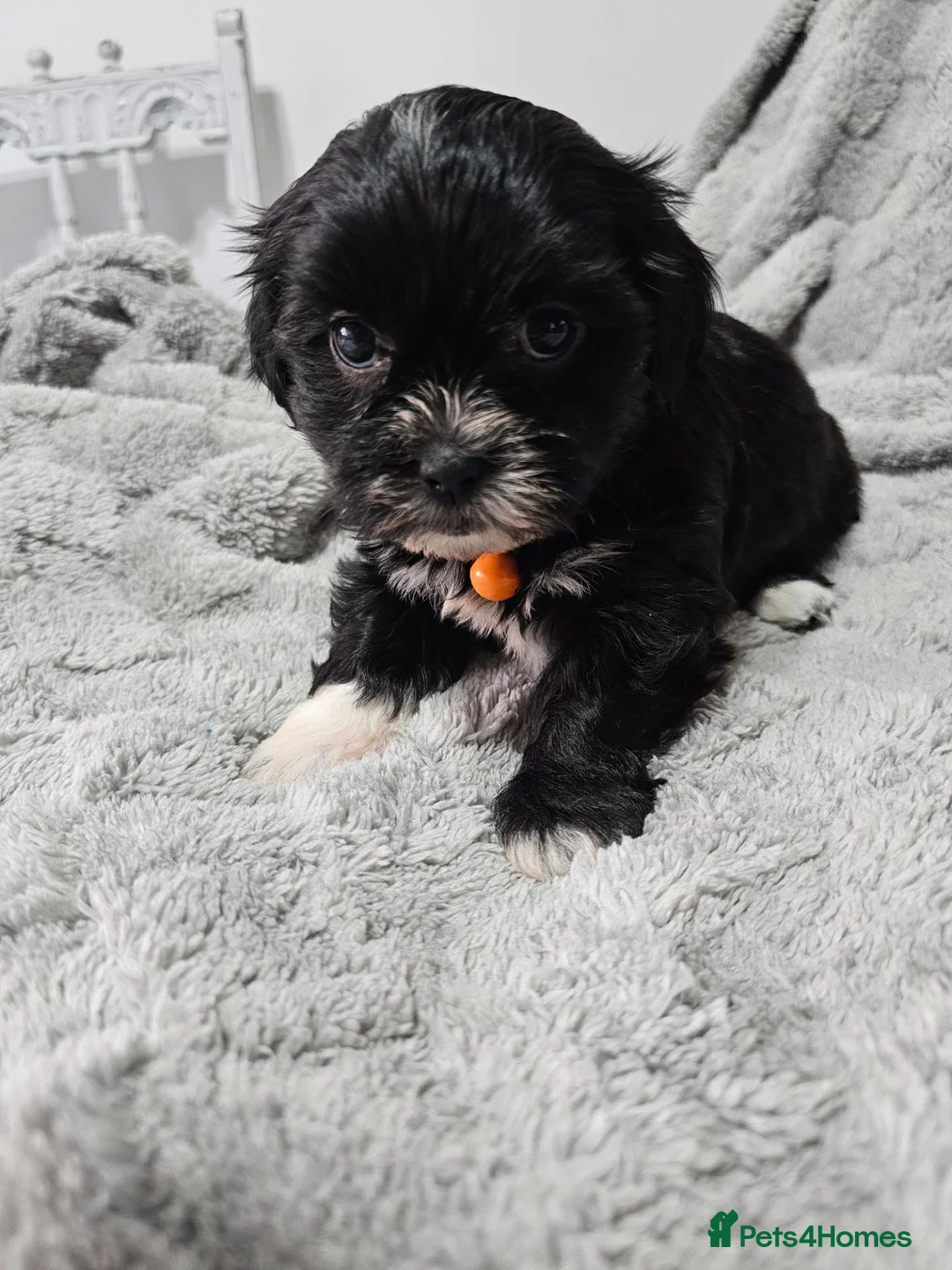 Malshi dogs for sale: Beautiful malshi puppies - Advert 15