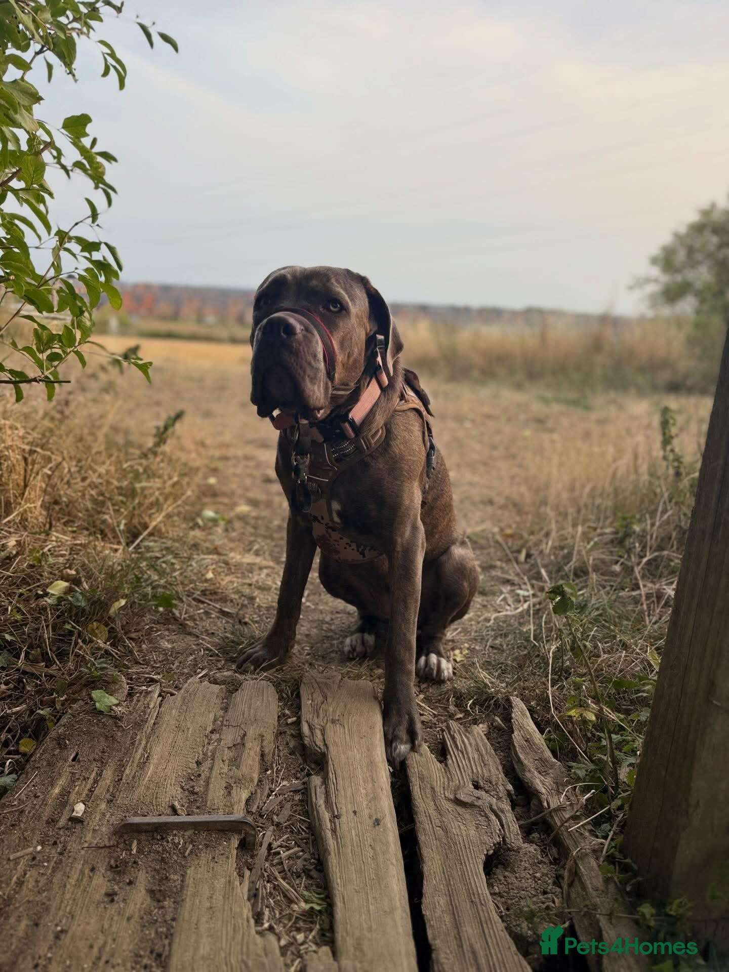 Cane Corso dogs Stormi - Beautiful Cane Corso  - Advert 2