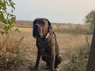 Cane Corso dogs Stormi - Beautiful Cane Corso - Advert 2