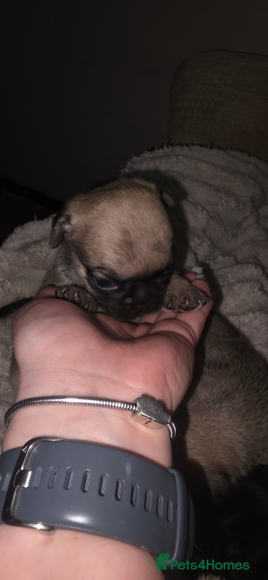 Mixed Breed dogs for sale: Mixed breed puppies for sale - Image 5