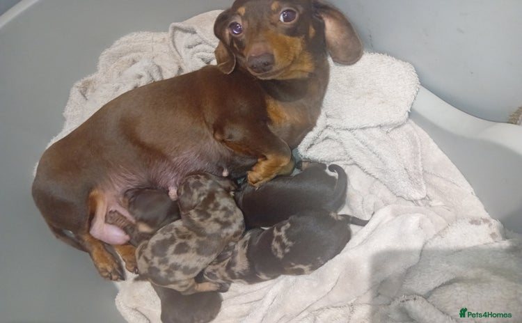 Dachshund dogs - Advert 7